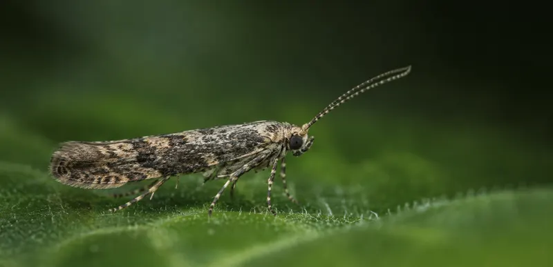 Visión artificial aplicada al conteo de insectos